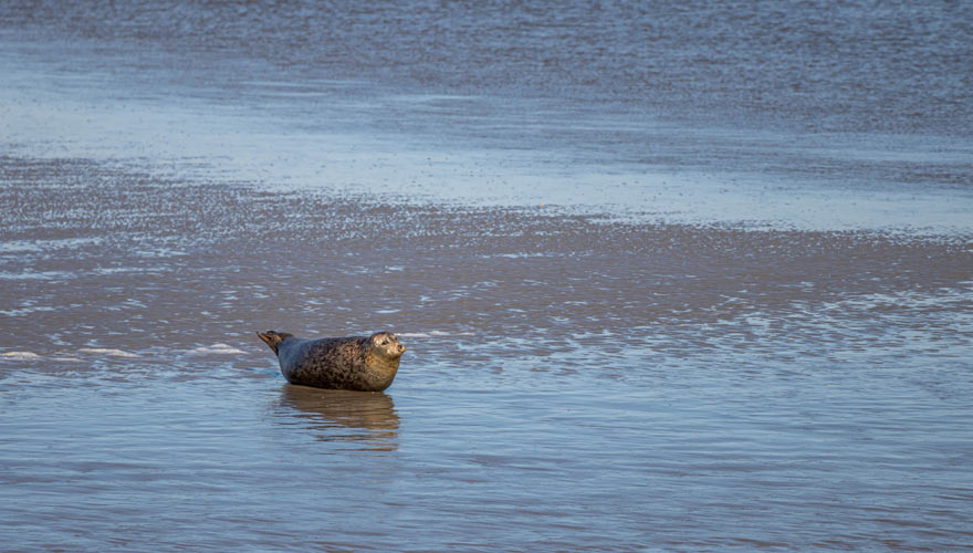 Seehund auf Norderney beim Sonnenbad