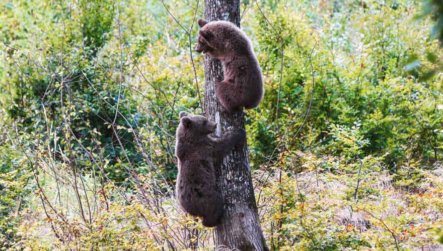 In Rumänien gibt es Bären