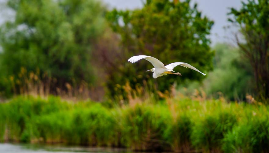 Silberreiher im Biosphärenreservat Donaudelta in Rumänien