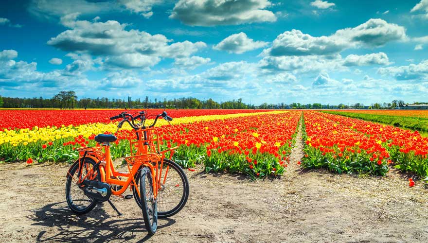 Ein Fahrrad und ein Tulpenfeld: die typisch holländische Landschaft