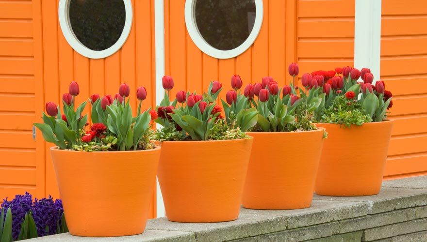 Die Farbe Orange findet man überall in den Niederlanden wie hier im Keukenhof
