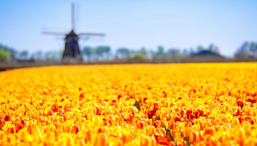 Typisch Holland: Windmühle und Tulpenfeld