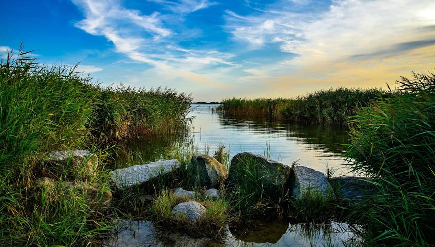 Natur am Rückstau bei Zempin auf Usedom