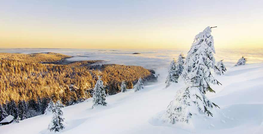Schwarzwald im Winter