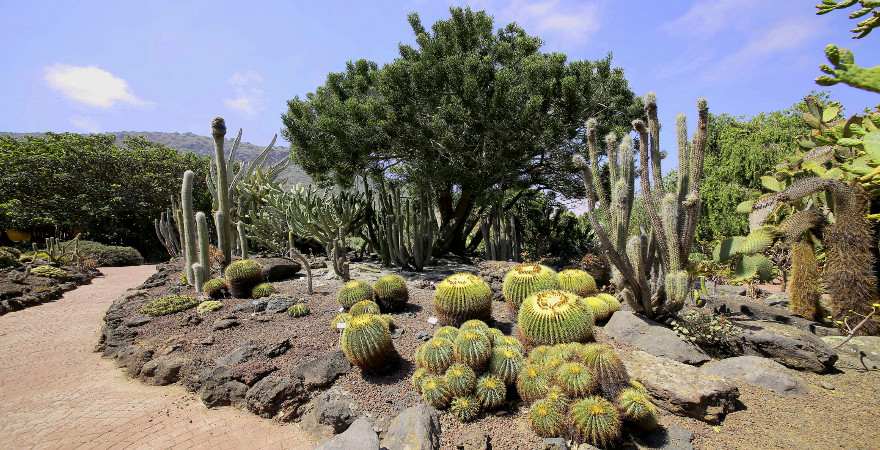 Kakteen im Jardin Canario auf Gran Canaria