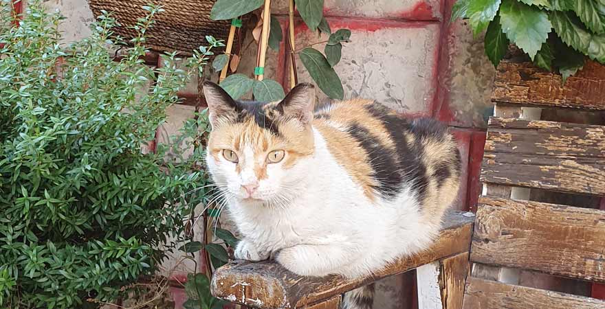 Katze in Tel Aviv