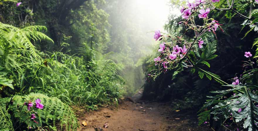 Levada do Caldeirão Verde auf Madeira