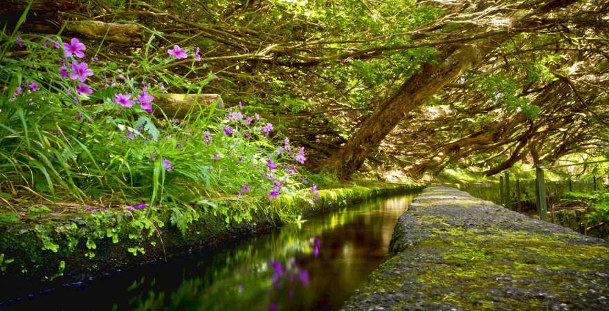 Ruhig fließt wasser durch eine levada auf madeira