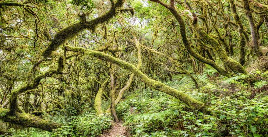 Wnaderpfad durch dichten Urwald auf Gran Canaria