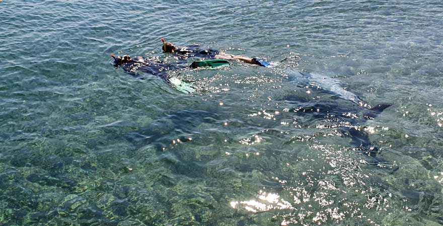 Mit Delfinen schwimmen