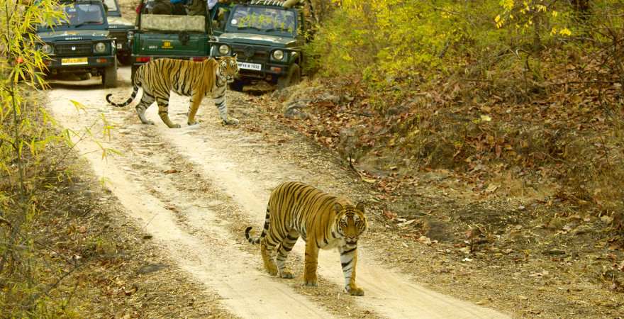 Zwei Tiger auf einem Waldweg in einem Nationalpark in Indien