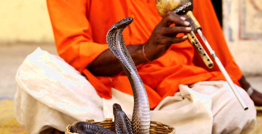 Ein Schlangenbeschwörer in Indien lässt seine Kobra tanzen