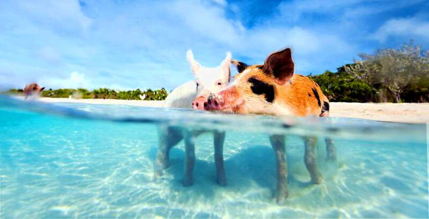 Zwei Schweine baden im Meer