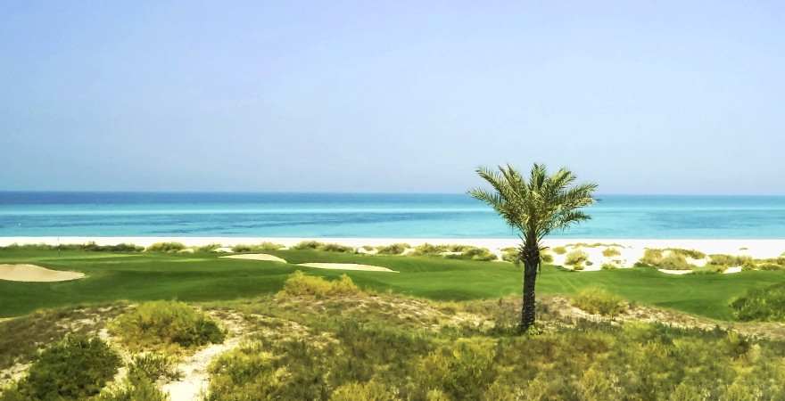 Eine Palme am menschenleeren Strand von Saadiyat Island in Abu Dhabi