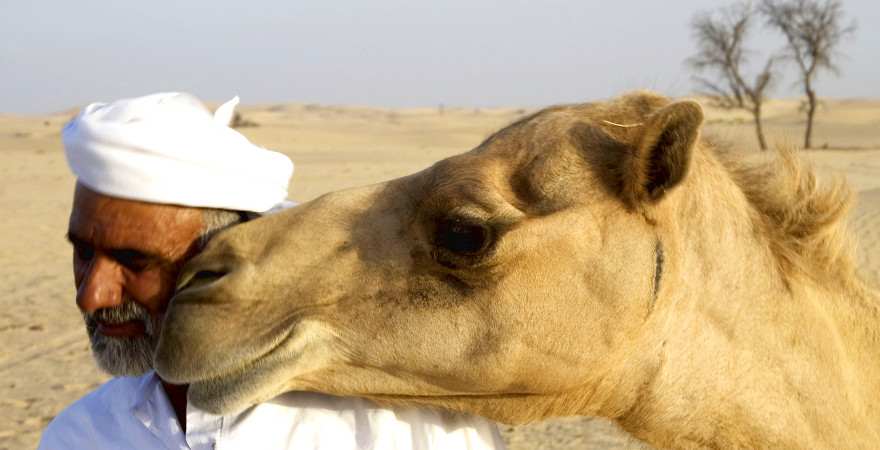 Ein kamel legt seinen Kopf auf die Schulter eines Mannes