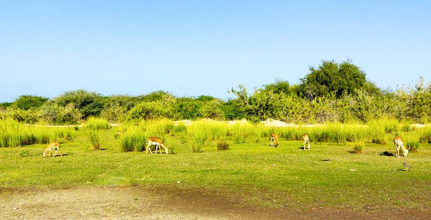 Grasende Antilopen auf Sir Bani Yas Island, Abu Dhabi