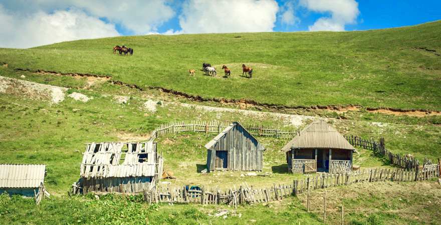 Pferde auf einer Alm in Montenegro