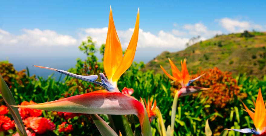 Eine Paradiesvogelblume auf der Blumen Insel Madeira Portugal mit grünen Hügeln