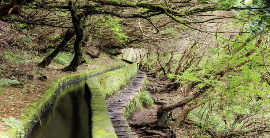 Der Lorbeerwald und ein Levada Wasserkanal auf der Insel Madeira Portugal
