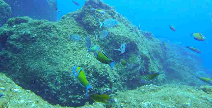 Fische schwimmen unter Wasser in einem Riff vor Madeira Portugal vor der Kamera beim Tauchen