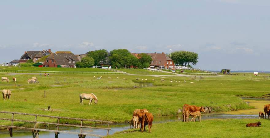 Pferde grasen auf einer Wiese