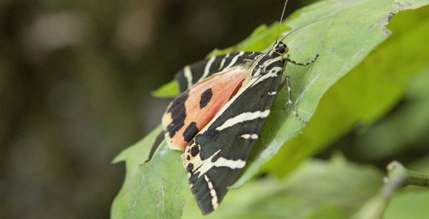 Tal der Schmetterlinge auf Rhodos