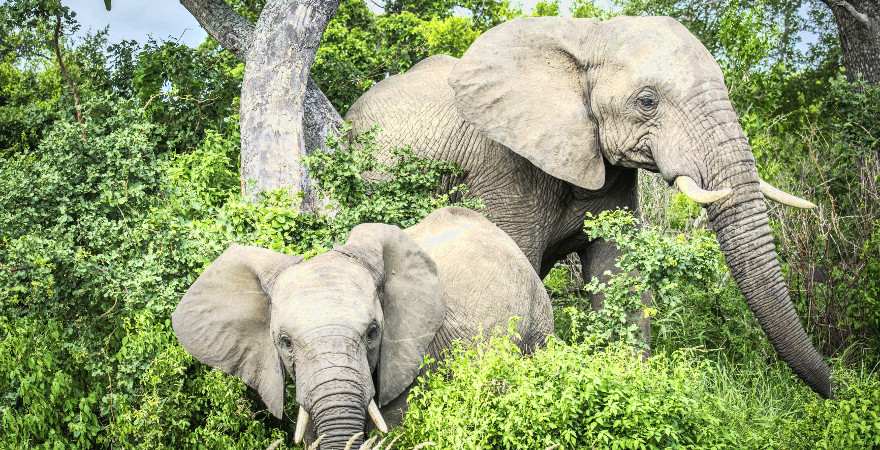 Zwei Elefanten im Wald