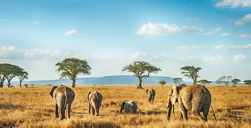 Elefanten in der Serengeti