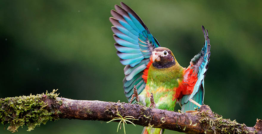 Bunter Papagei auf Ast bewegt seine Flügel