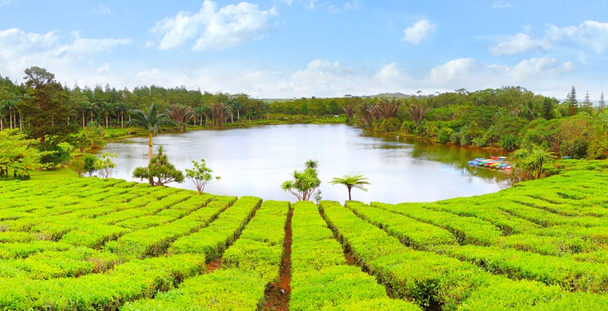 Teeplantage Bois Chéri auf Mauritius