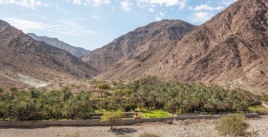 Palmenplantage im Hadschar Gebirge