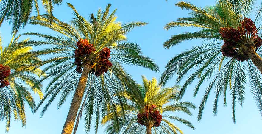 Dattelpalmen