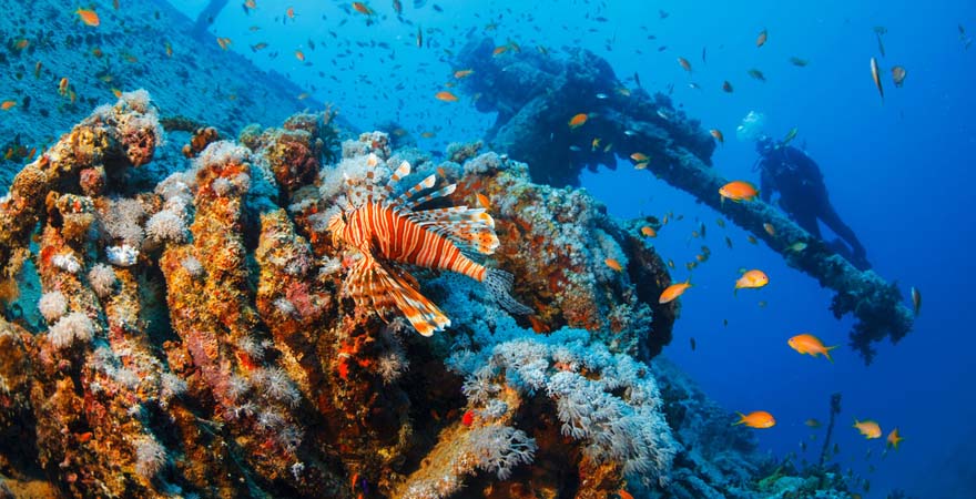 Die SS Thistlegorm vor Sharm El Sheikh