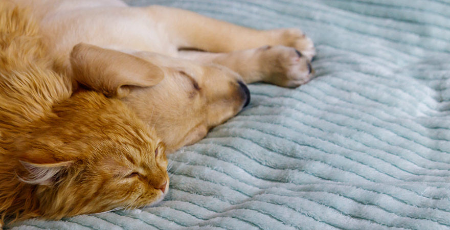 Katze und Hund schlafen im Bett