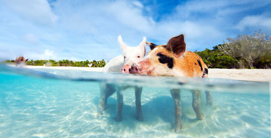 schwimmende Schweine auf den Bahamas
