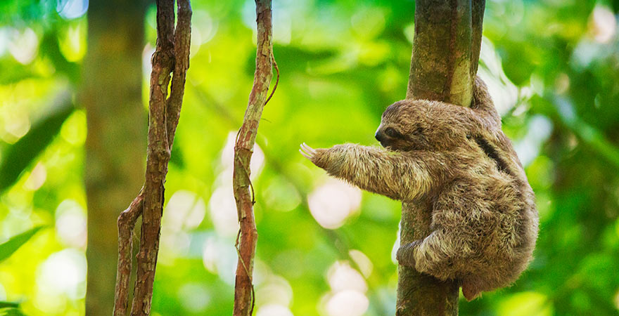Baby-Faultier in Costa Rica