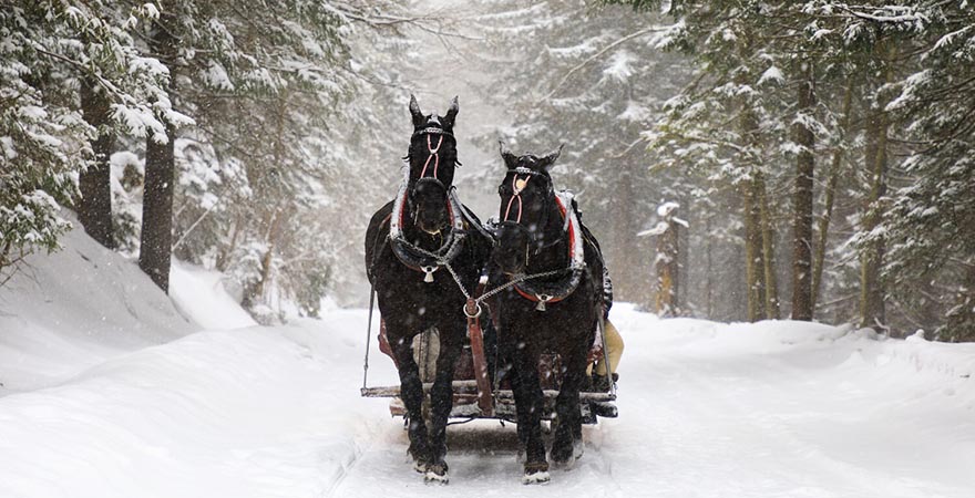 Pferdekutsche im verschneiten Wald