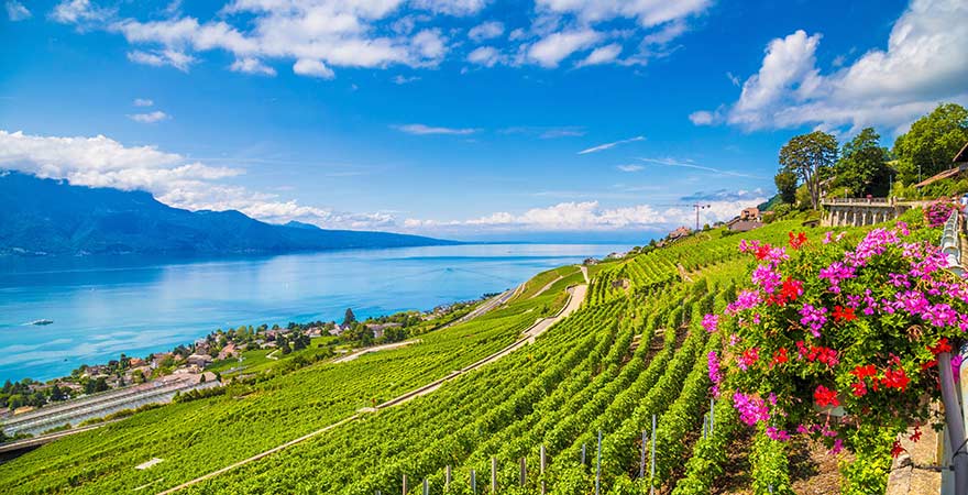 Weinterrassen in Lavaux am Genfer See in der Schweiz