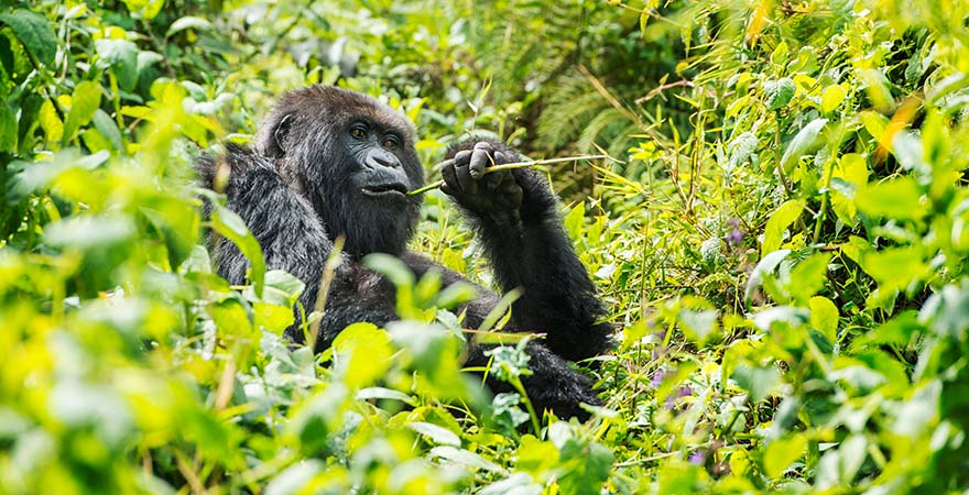 Gorilla im Urwald