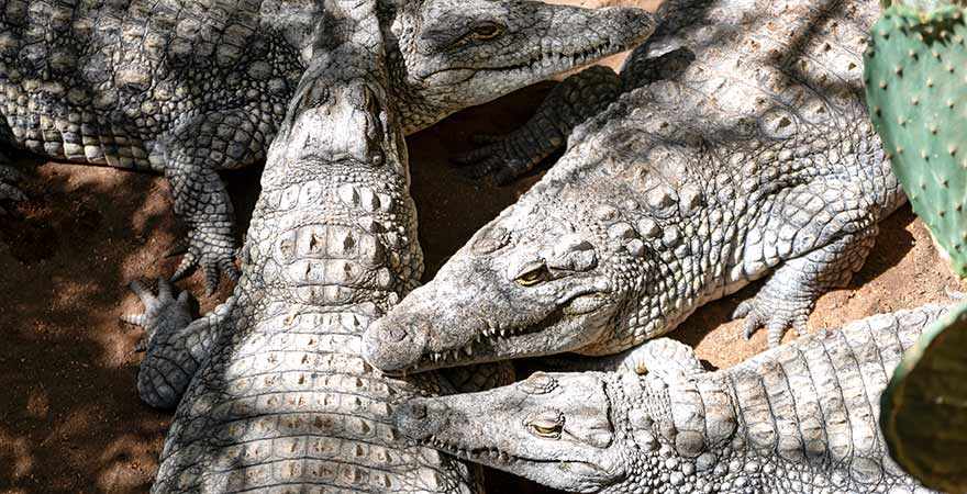 Cocodrilo Park Gran Canaria