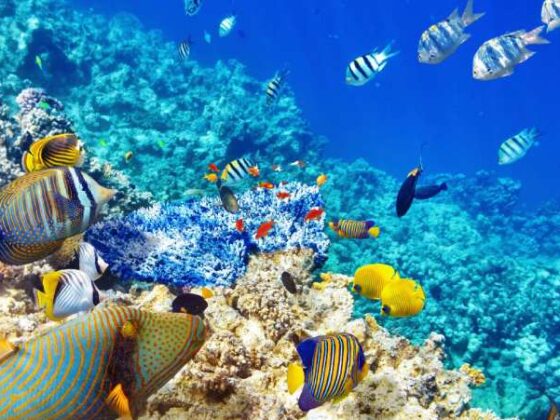 Bunte Fische und Korallen im Roten Meer, Ägypten