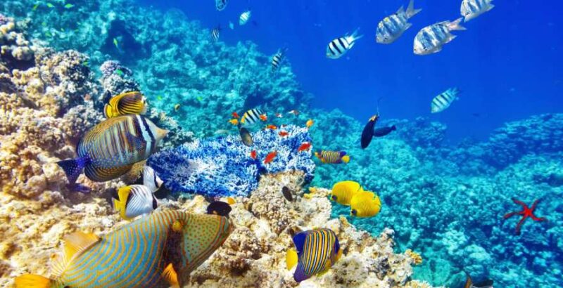 Bunte Fische und Korallen im Roten Meer, Ägypten