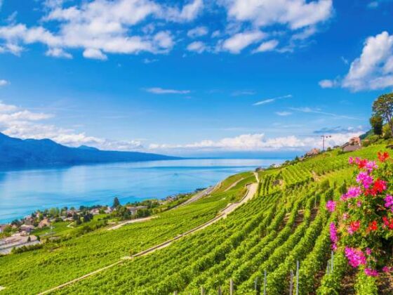 Blick vom grünen Hügel auf einen See mit Bergen im Hintergrund in Lavaux, Schweiz