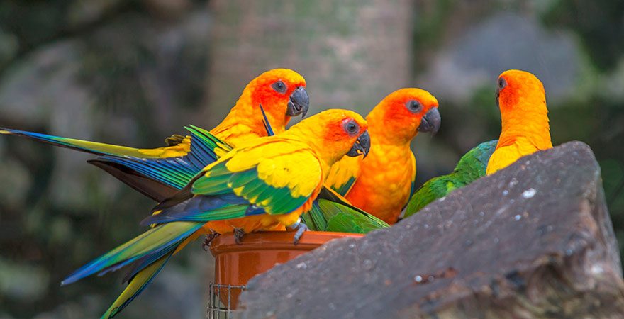 Bunte Papageien in Nahaufnahme im Loro Parque auf Teneriffa