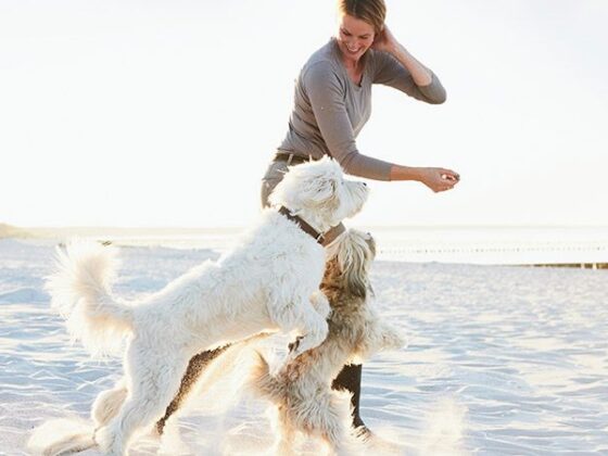 Frau spielt mit zwei hellen Hunden am Strand
