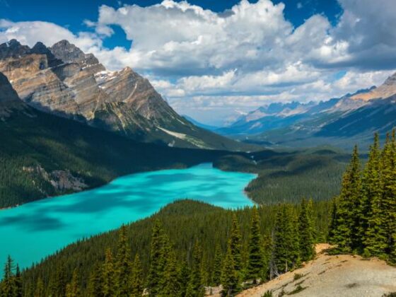 Peyto Lake mit Bergen und Wald, Kanada