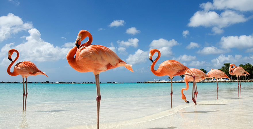 Flamingos stehen im Wasser am Strand von Aruba