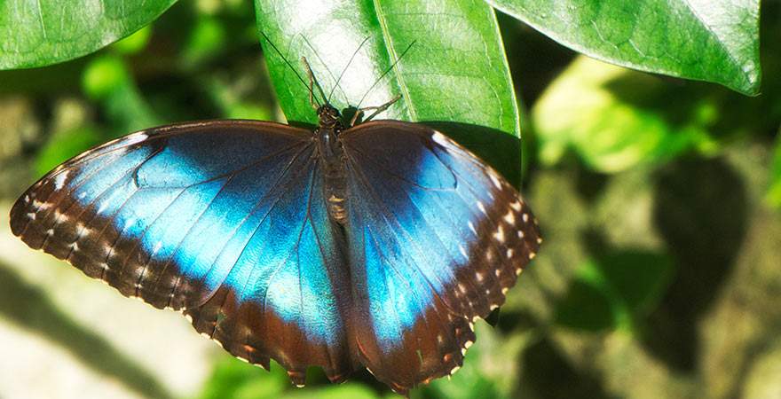Blauer Morphofalter in Nahaufnahme auf Aruba