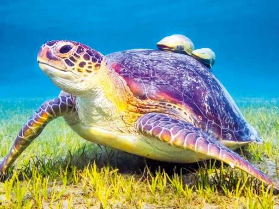 Schildkröte und Fische im Wasser bei Marsa Alam