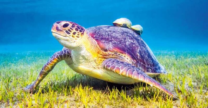Schildkröte und Fische im Wasser bei Marsa Alam